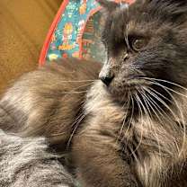 Thumbnail photo of Marvel #1