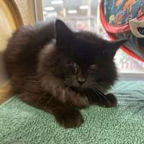 Thumbnail photo of Marvel #2