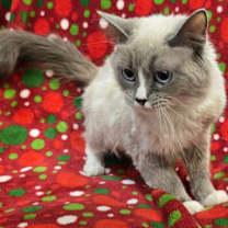 Thumbnail photo of Eden #3