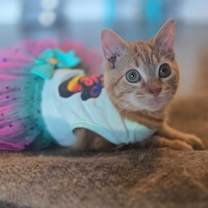 Thumbnail photo of Circus Peanut #1