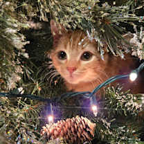 Thumbnail photo of Circus Peanut #2