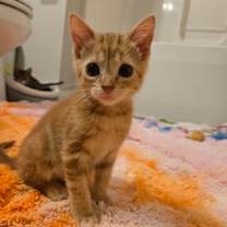 Thumbnail photo of Circus Peanut #3