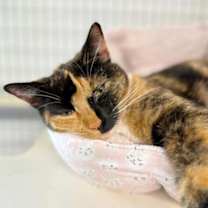 Thumbnail photo of Pepper #1