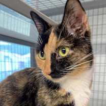 Thumbnail photo of Pepper #2