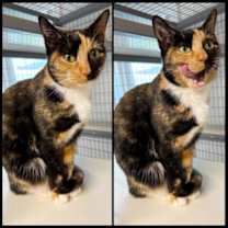 Thumbnail photo of Pepper #3