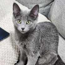 Thumbnail photo of Soot #1