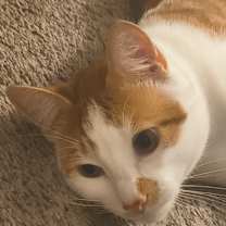 Thumbnail photo of Genesis #1