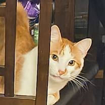 Thumbnail photo of Genesis #2