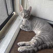 Thumbnail photo of ROGER #3