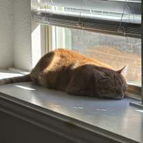 Thumbnail photo of Oliver #1