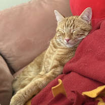 Thumbnail photo of Oliver #3