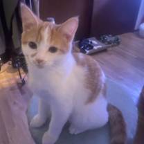 Thumbnail photo of Cashmere #2