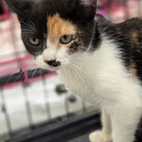 Thumbnail photo of Nala #2