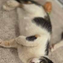 Thumbnail photo of Nala #4