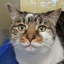 Thumbnail photo of Chicky #1