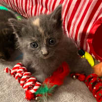 Thumbnail photo of Kendall Jenner #1