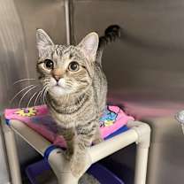 Thumbnail photo of Kasumi #1