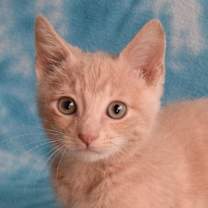 Thumbnail photo of JayJay  #1