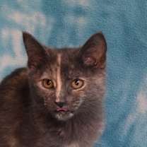 Thumbnail photo of Ming Ming #1