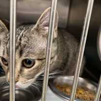 Thumbnail photo of Kasumi #2