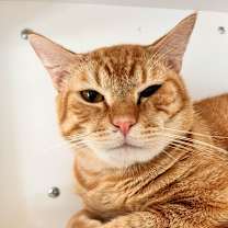 Thumbnail photo of Thomas O'Malley #3