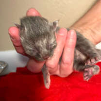 Thumbnail photo of Kendall Jenner #3