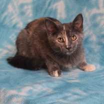 Thumbnail photo of Ming Ming #2