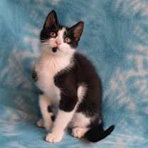 Thumbnail photo of Armin #2