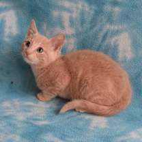 Thumbnail photo of JayJay  #3