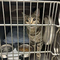 Thumbnail photo of Kasumi #4