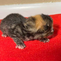 Thumbnail photo of Kim Kardashian #4