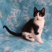 Thumbnail photo of Armin #3