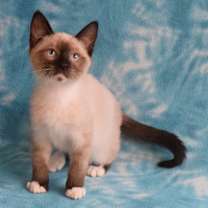 Thumbnail photo of Skylar  #3