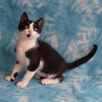 Thumbnail photo of Armin #4