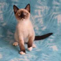 Thumbnail photo of Skylar  #4