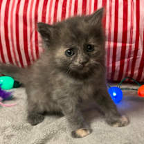 Thumbnail photo of Kylie Jenner #1