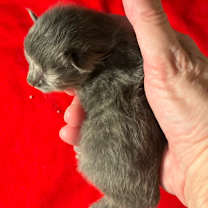 Thumbnail photo of Kylie Jenner #2