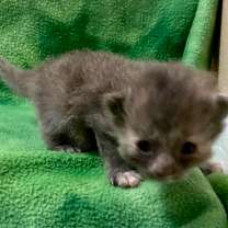 Thumbnail photo of Kylie Jenner #4