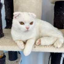 Thumbnail photo of Apollo #1