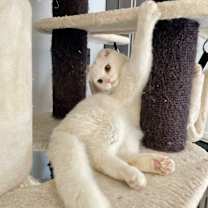 Thumbnail photo of Apollo #2