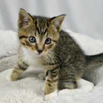 Thumbnail photo of Tigger #1