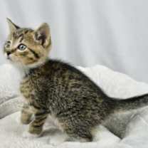 Thumbnail photo of Tigger #2