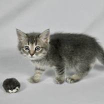 Thumbnail photo of Tiffany #1