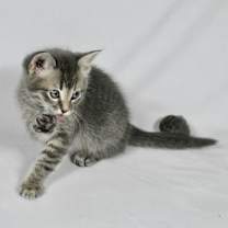 Thumbnail photo of Tiffany #4