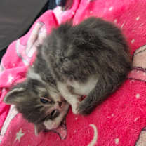 Thumbnail photo of Chasity #3