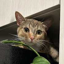 Thumbnail photo of Higgins #3