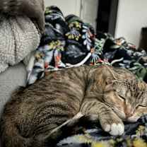 Thumbnail photo of Higgins #4