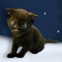 Thumbnail photo of Holly #3