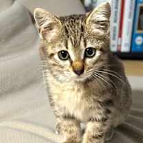 Thumbnail photo of Jinga #1