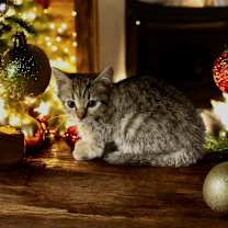 Thumbnail photo of Jinga #2